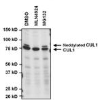 Cullin 1 Antibody in Western Blot (WB)