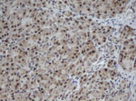 CUL4B Antibody in Immunohistochemistry (Paraffin) (IHC (P))