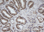 CUL4B Antibody in Immunohistochemistry (Paraffin) (IHC (P))