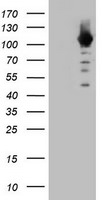 CUL4B Antibody in Western Blot (WB)