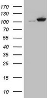 CUL4B Antibody in Western Blot (WB)