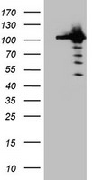 CUL4B Antibody in Western Blot (WB)