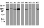 CUL4B Antibody in Western Blot (WB)