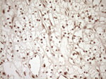 CWC27 Antibody in Immunohistochemistry (Paraffin) (IHC (P))