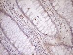 CWC27 Antibody in Immunohistochemistry (Paraffin) (IHC (P))