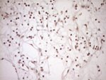 CWC27 Antibody in Immunohistochemistry (Paraffin) (IHC (P))