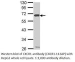 CXCR1 Antibody in Western Blot (WB)