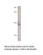 CXCR2 Antibody in Western Blot (WB)