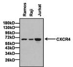 CXCR4 Antibody in Western Blot (WB)