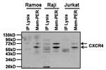 CXCR4 Antibody in Western Blot (WB)