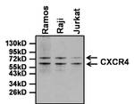 CXCR4 Antibody in Western Blot (WB)