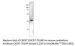 CXCR7 Antibody in Western Blot (WB)