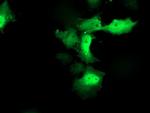 CXorf26 Antibody in Immunocytochemistry (ICC/IF)