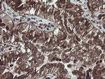 CXorf26 Antibody in Immunohistochemistry (Paraffin) (IHC (P))