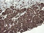 CXorf26 Antibody in Immunohistochemistry (Paraffin) (IHC (P))