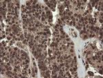 CXorf26 Antibody in Immunohistochemistry (Paraffin) (IHC (P))