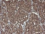 CXorf26 Antibody in Immunohistochemistry (Paraffin) (IHC (P))