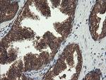 CXorf26 Antibody in Immunohistochemistry (Paraffin) (IHC (P))