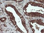 CXorf26 Antibody in Immunohistochemistry (Paraffin) (IHC (P))