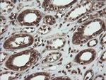 CXorf26 Antibody in Immunohistochemistry (Paraffin) (IHC (P))