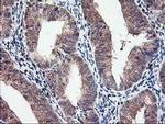 CXorf26 Antibody in Immunohistochemistry (Paraffin) (IHC (P))