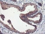 CXorf26 Antibody in Immunohistochemistry (Paraffin) (IHC (P))