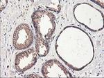 CXorf26 Antibody in Immunohistochemistry (Paraffin) (IHC (P))