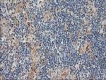 CXorf26 Antibody in Immunohistochemistry (Paraffin) (IHC (P))