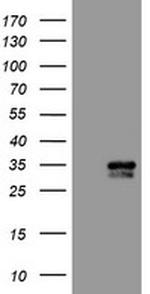 CXorf26 Antibody in Western Blot (WB)