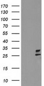 CXorf26 Antibody in Western Blot (WB)