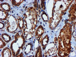 CYB5R3 Antibody in Immunohistochemistry (Paraffin) (IHC (P))