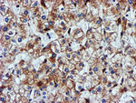 CYB5R3 Antibody in Immunohistochemistry (Paraffin) (IHC (P))