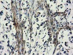 CYB5R3 Antibody in Immunohistochemistry (Paraffin) (IHC (P))