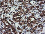 CYB5R3 Antibody in Immunohistochemistry (Paraffin) (IHC (P))