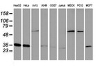 CYB5R3 Antibody in Western Blot (WB)