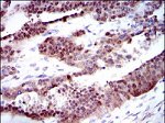 CYP1A1 Antibody in Immunohistochemistry (Paraffin) (IHC (P))