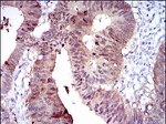 CYP1A1 Antibody in Immunohistochemistry (Paraffin) (IHC (P))