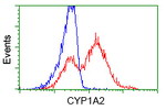 CYP1A2 Antibody in Flow Cytometry (Flow)