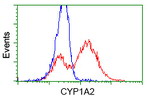 CYP1A2 Antibody in Flow Cytometry (Flow)