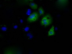 CYP1A2 Antibody in Immunocytochemistry (ICC/IF)