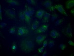 CYP1A2 Antibody in Immunocytochemistry (ICC/IF)