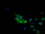 CYP1A2 Antibody in Immunocytochemistry (ICC/IF)