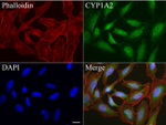 CYP1A2 Antibody in Immunocytochemistry (ICC/IF)