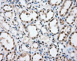 CYP1A2 Antibody in Immunohistochemistry (Paraffin) (IHC (P))