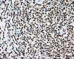 CYP1A2 Antibody in Immunohistochemistry (Paraffin) (IHC (P))