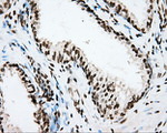 CYP1A2 Antibody in Immunohistochemistry (Paraffin) (IHC (P))