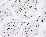 CYP1A2 Antibody in Immunohistochemistry (Paraffin) (IHC (P))