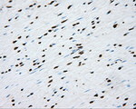 CYP1A2 Antibody in Immunohistochemistry (Paraffin) (IHC (P))