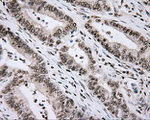 CYP1A2 Antibody in Immunohistochemistry (Paraffin) (IHC (P))