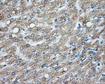 CYP1A2 Antibody in Immunohistochemistry (Paraffin) (IHC (P))